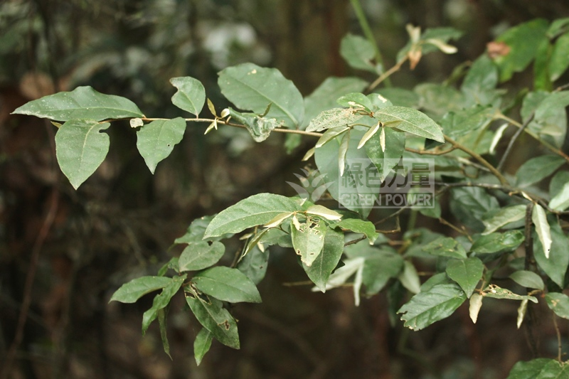A whole plant of Loureir Elaeagnus