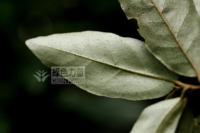 Close-up of the leaf bottom of Loureir Elaeagnus