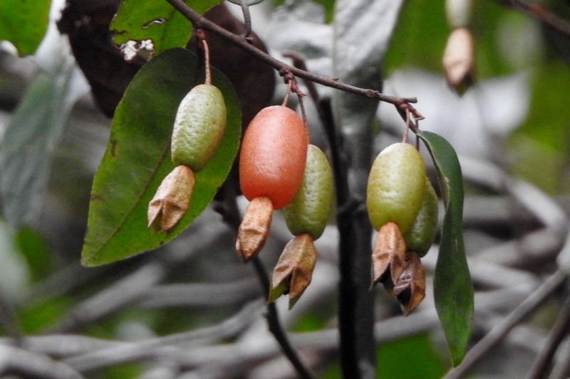 Several fruits of Loureir Elaeagnus hanging on a twig