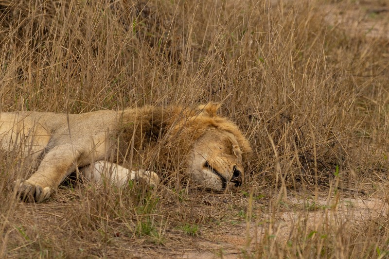 一隻趟在草原上睡覺的雄獅。