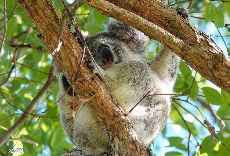 一隻樹熊在桉樹上睡覺。