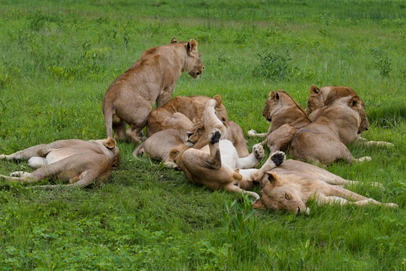 一群雌獅趟著休息。
