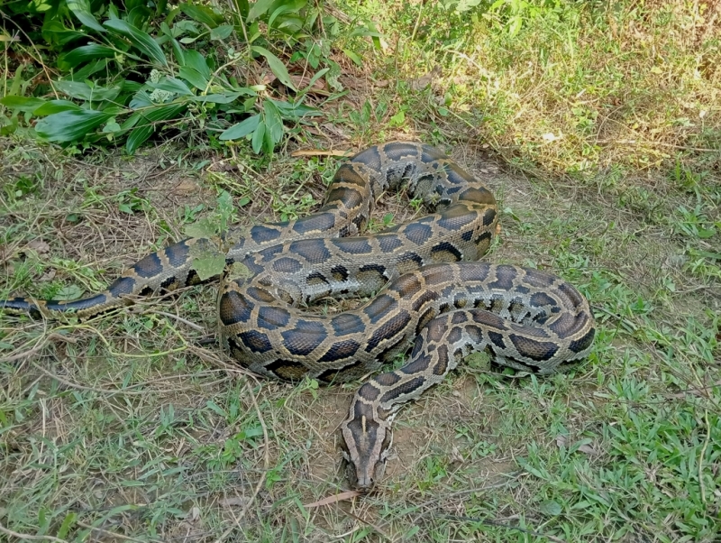 蟒蛇躺在地上睡覺。