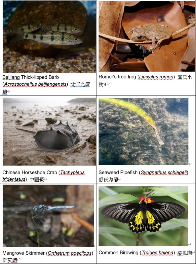 Species of concern in Tung Chung River cum Bay