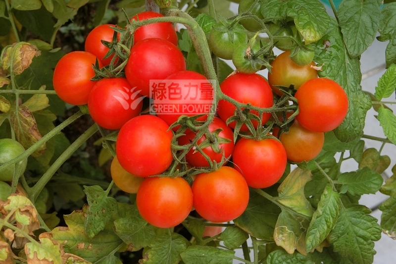 一棵栽種中的蕃茄