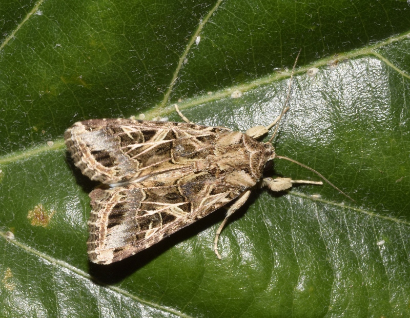 一隻停棲在葉片上的海灰翅夜蛾