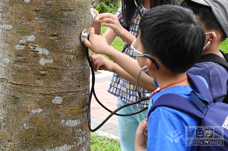 小童利用聽診器聆聽樹木