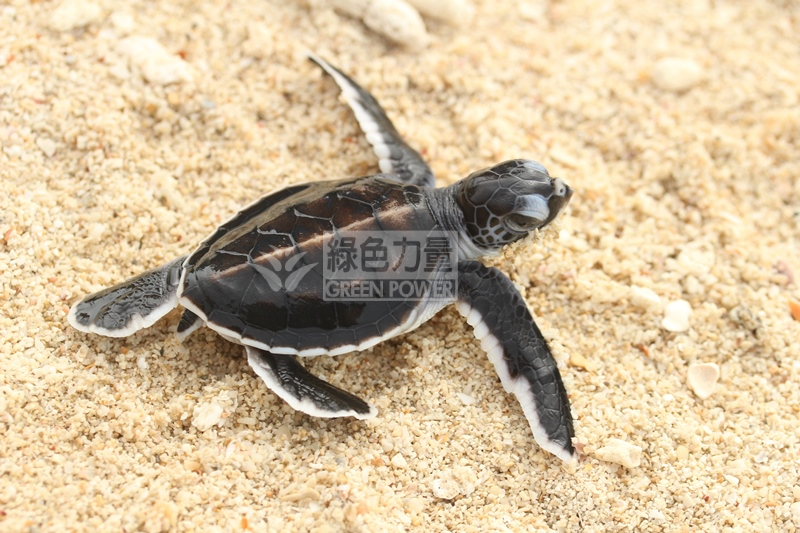 一隻剛孵化的綠海龜