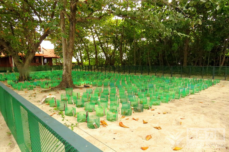 綠海龜卵在受保護沙灘孵化