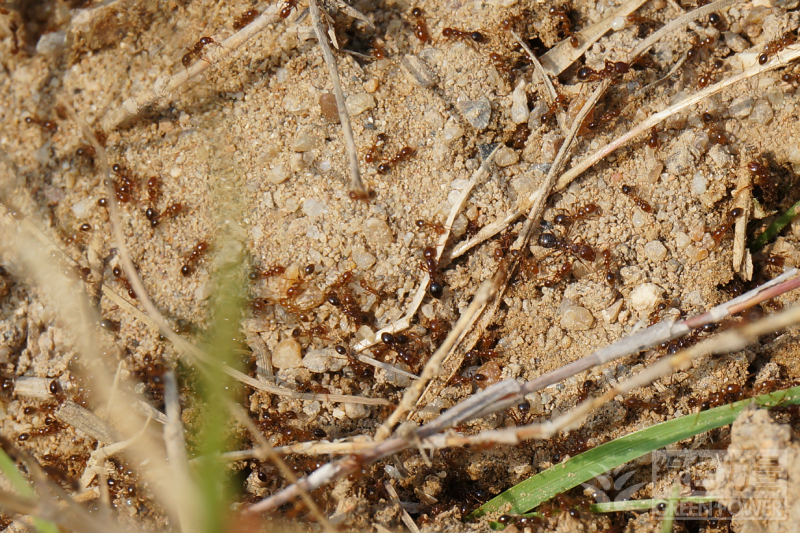 A goup of Red Imported Fire Ants on soil