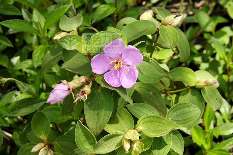 The Hardy Pioneer - Common Melastoma