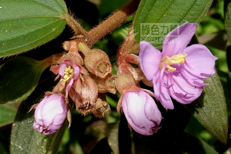 Close-up of the stems and flowers of Common Melastoma