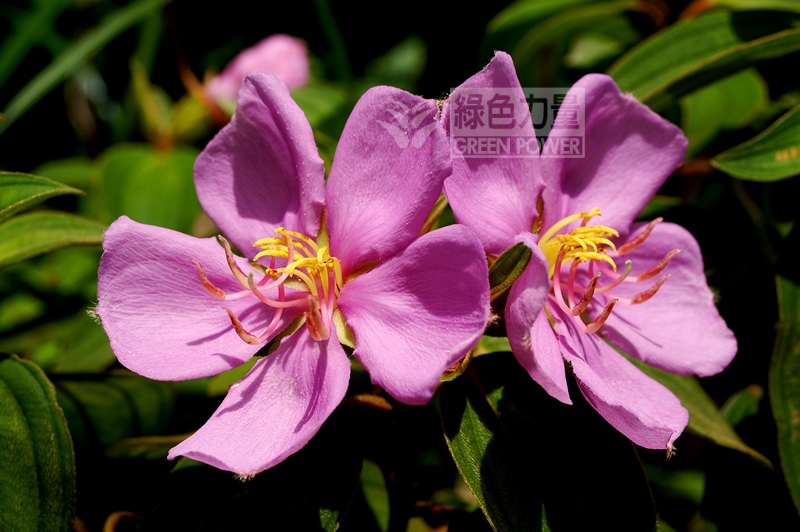 Close-up of the flowers of Common Melastoma
