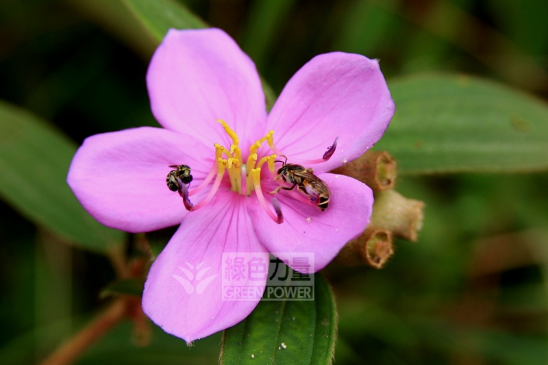 Two bees are gathering nectar from the flower of Common Melastoma