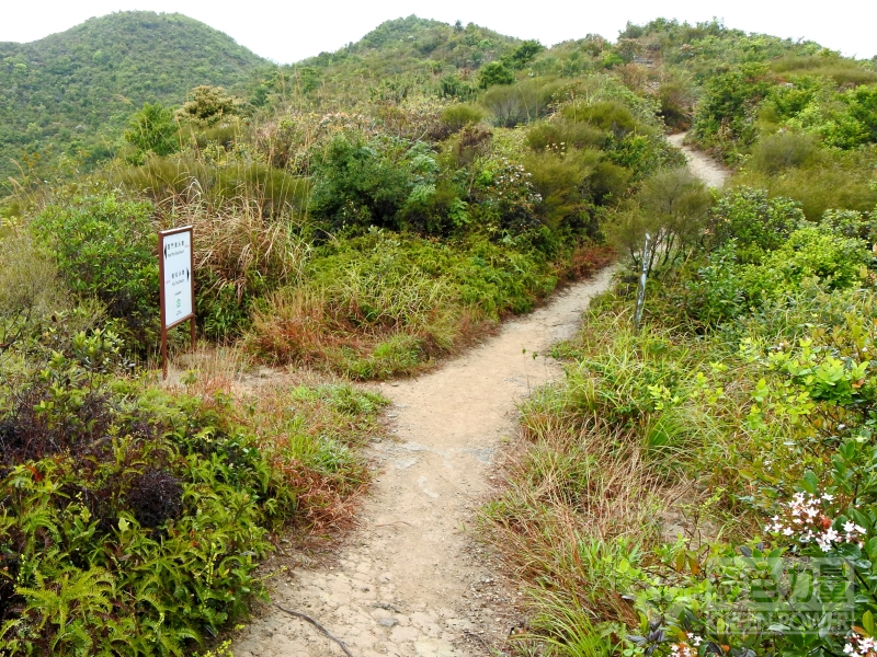 泥面山徑