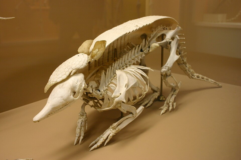 Skeleton of armadillo with osteoderms