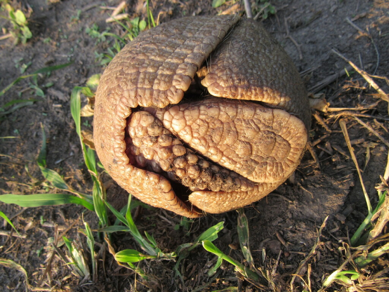 Three-banded Armadillo rolling in a ball sharp
