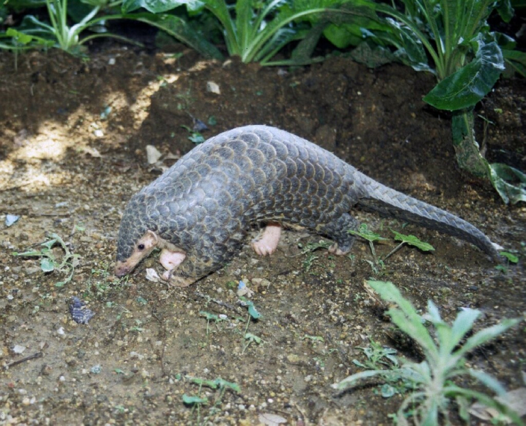 A Chinese pangolins