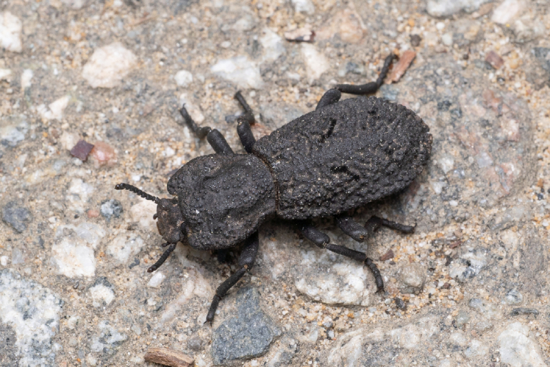 A diabolical ironclad beetle