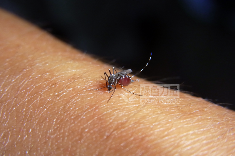 Sleepless Mosquitoes