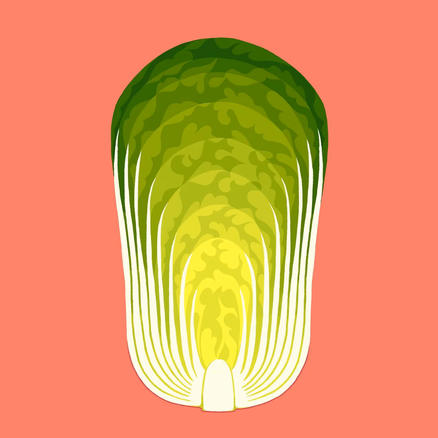 Napa Cabbage