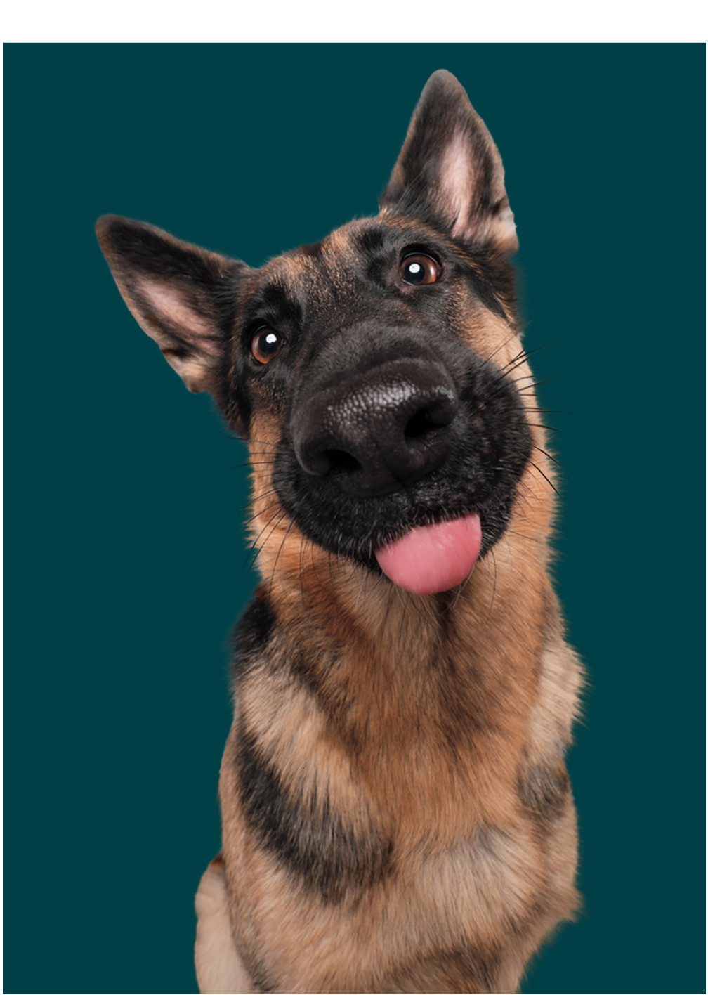 Chien à la bouche ouverte regardant la caméra avec étonnement