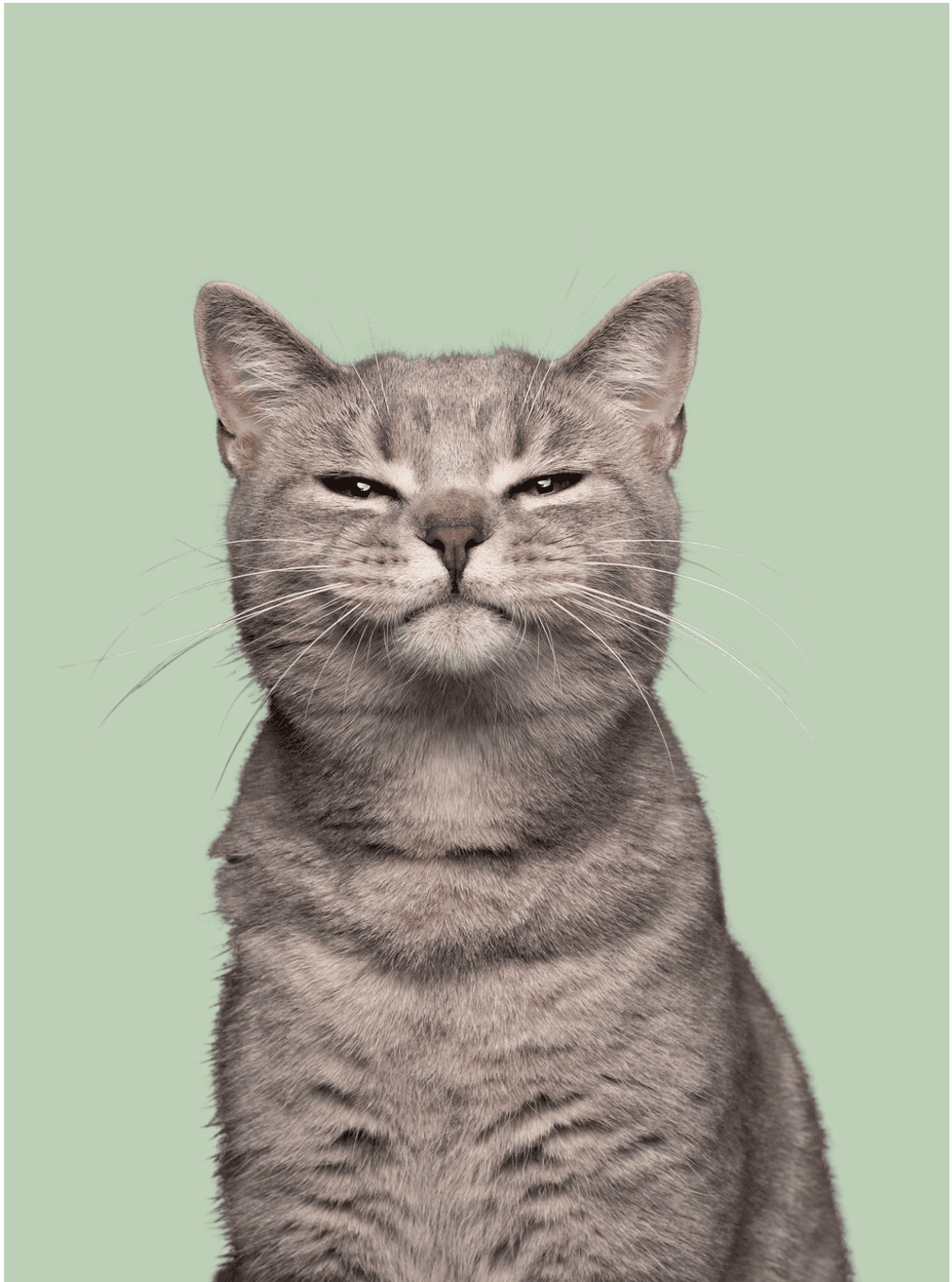 Le chat regarde la caméra en tirant la langue.