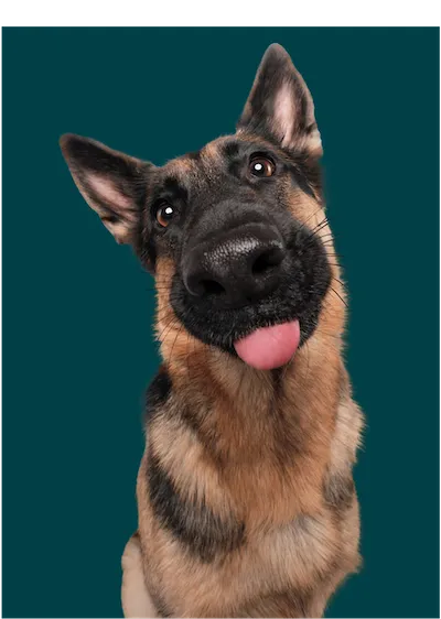 Dog with open mouth looks into the camera in amazement
