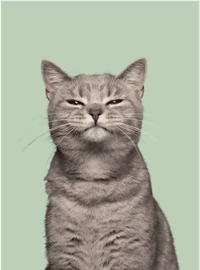 Cat looks into the camera with tongue outstretched.
