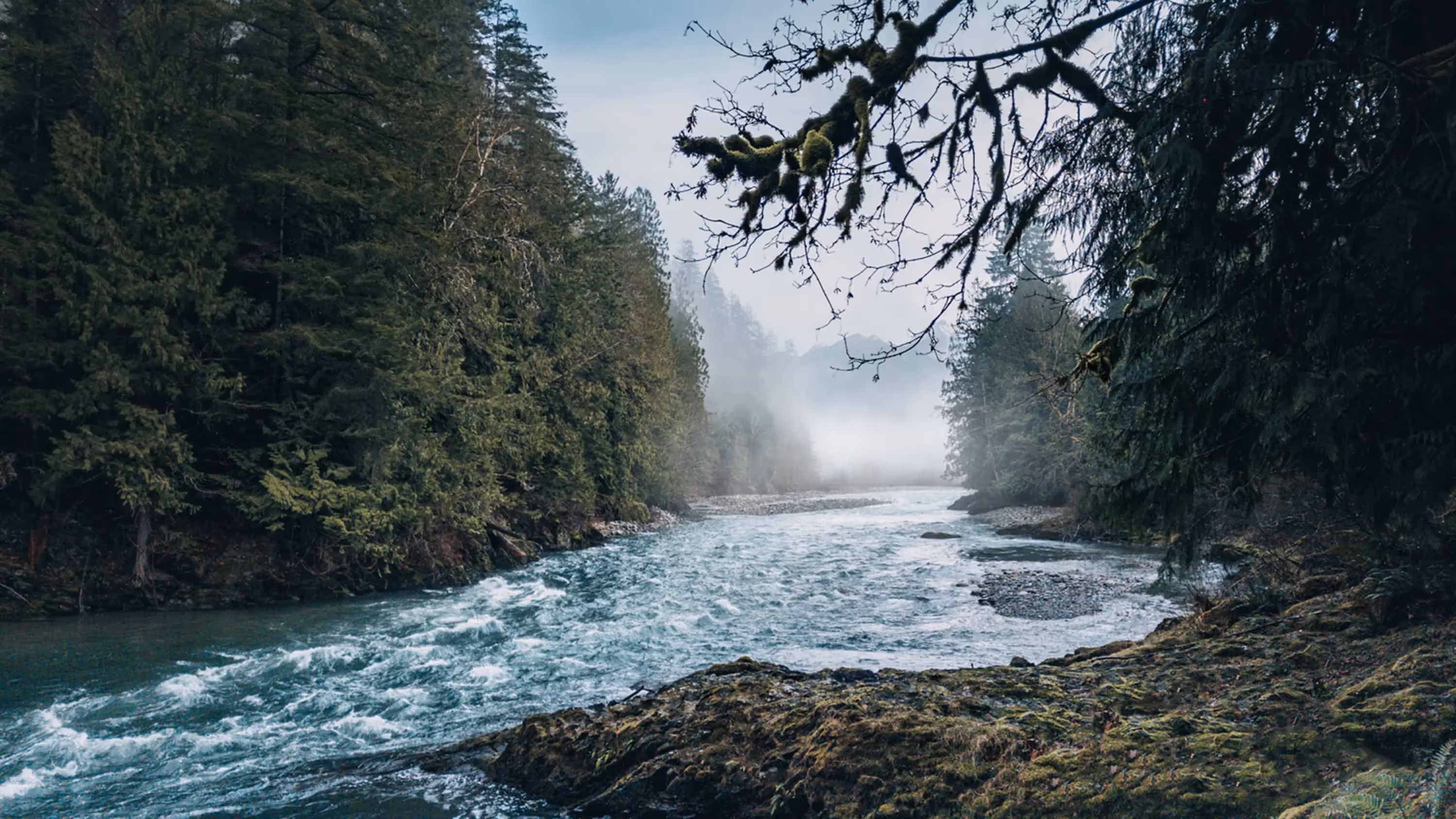 Mist-covered river flowing through dense evergreen forest with moss-covered branches in the foreground.