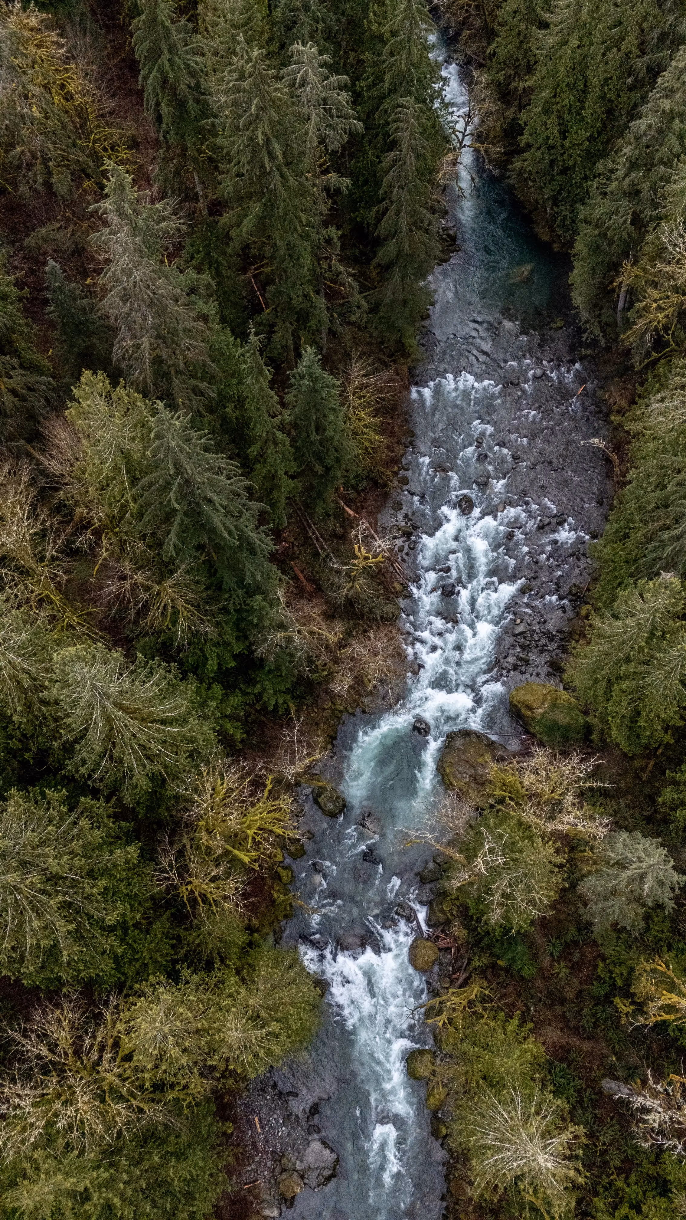 Aerial view of a fast-flowing river surrounded by dense green forest with tall trees.