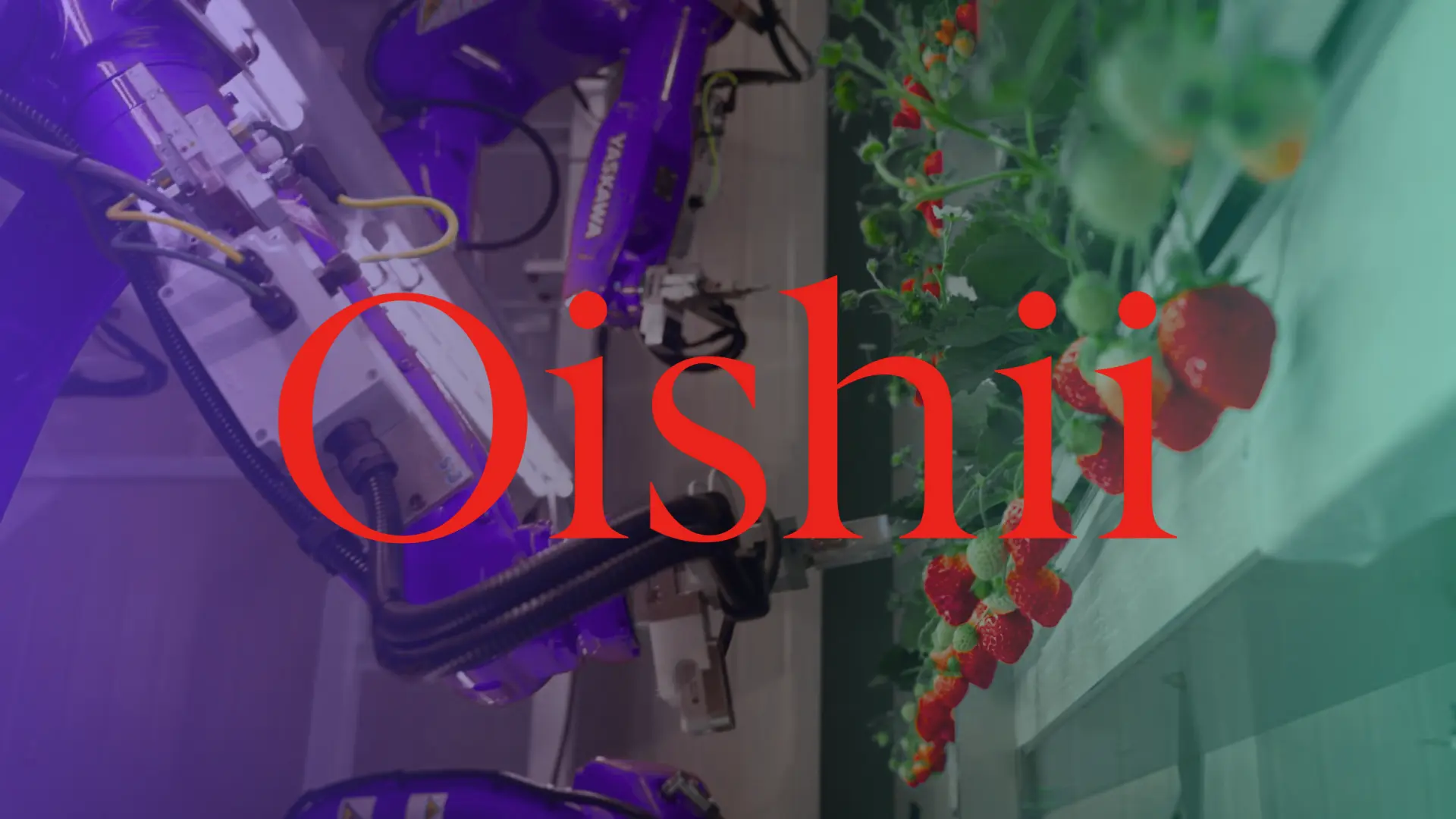 How Oishii Uses Labellerr to Train Strawberry-Harvesting Robots