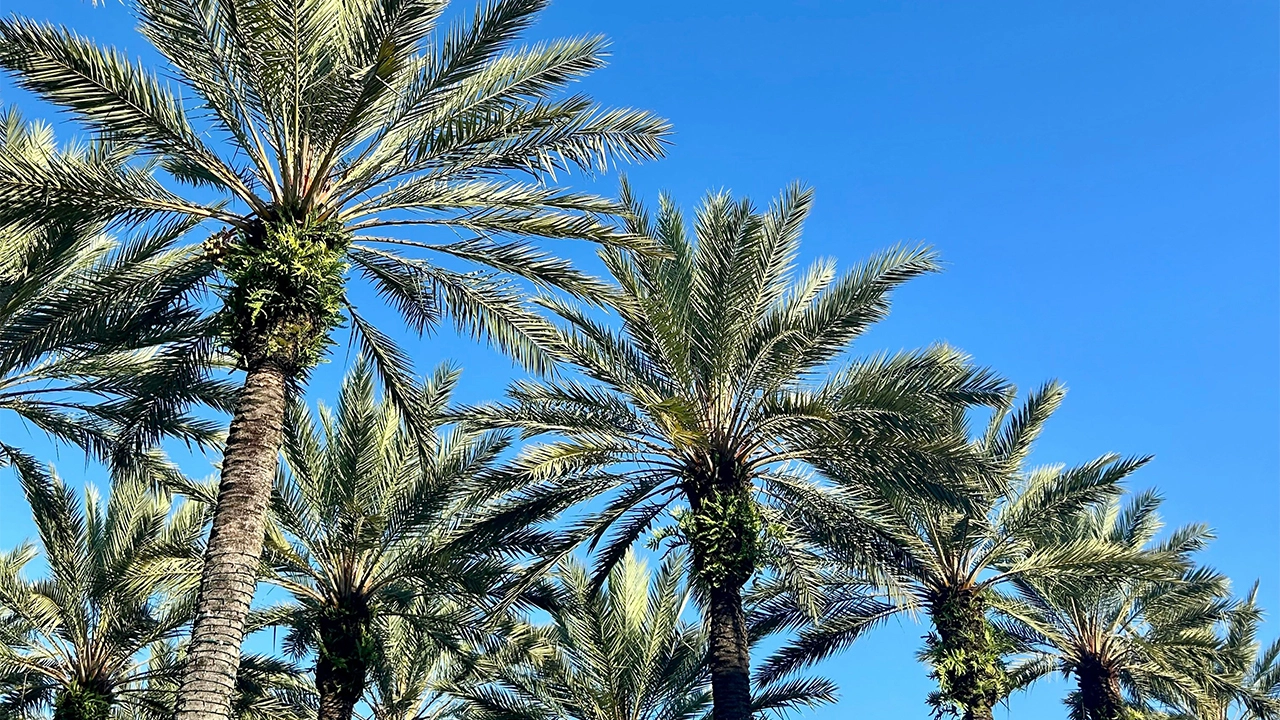 The Ritz-Carlton Orlando, Grande Lakes, FL