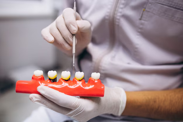 A Dentist Placing Tooth Bridges on an Artificial Jaw With A Low Dental Bridge Cost