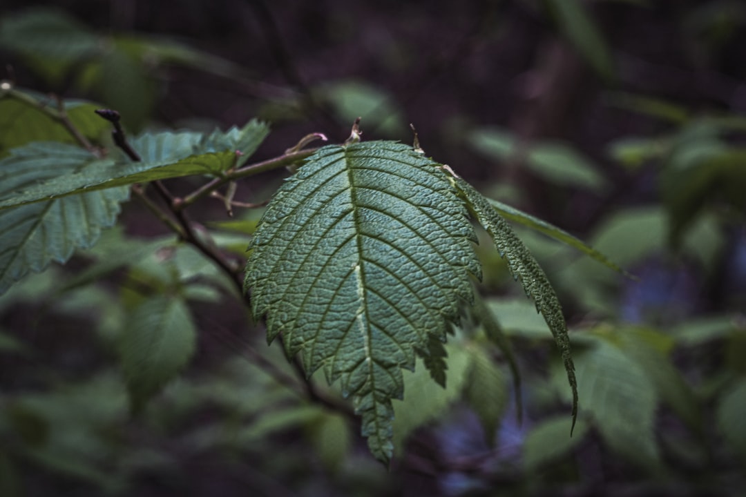 a close up of a leaf on a tree