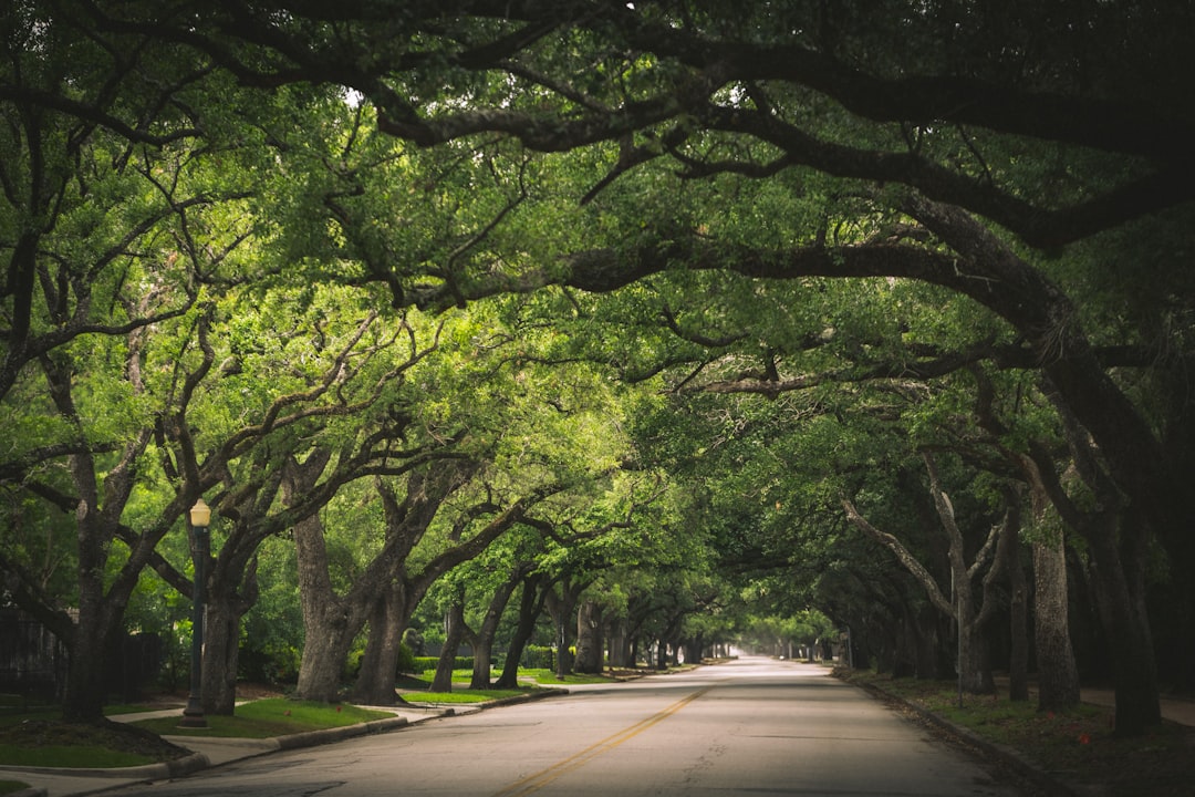 Trees arch over a scenic road.