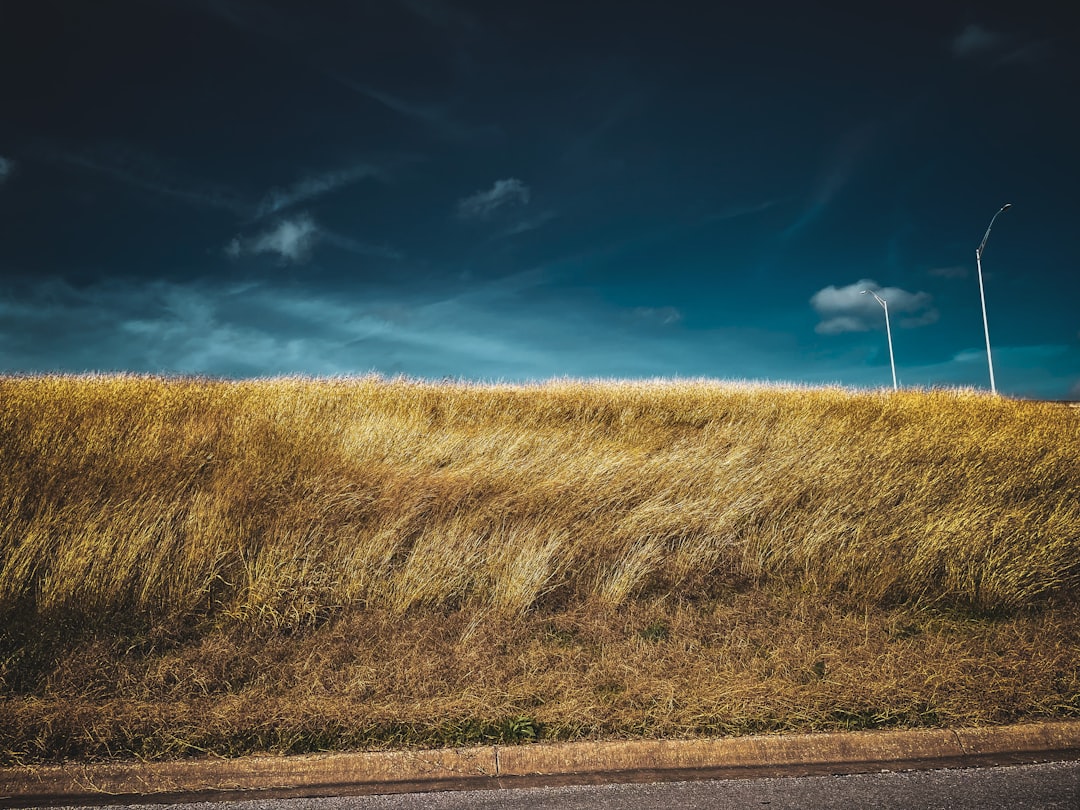 tall Johnson grass along a roadside