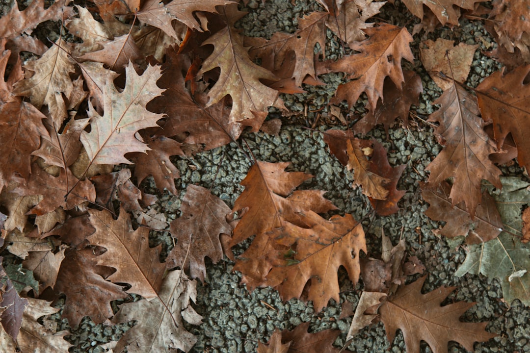 fallen leaves on the ground