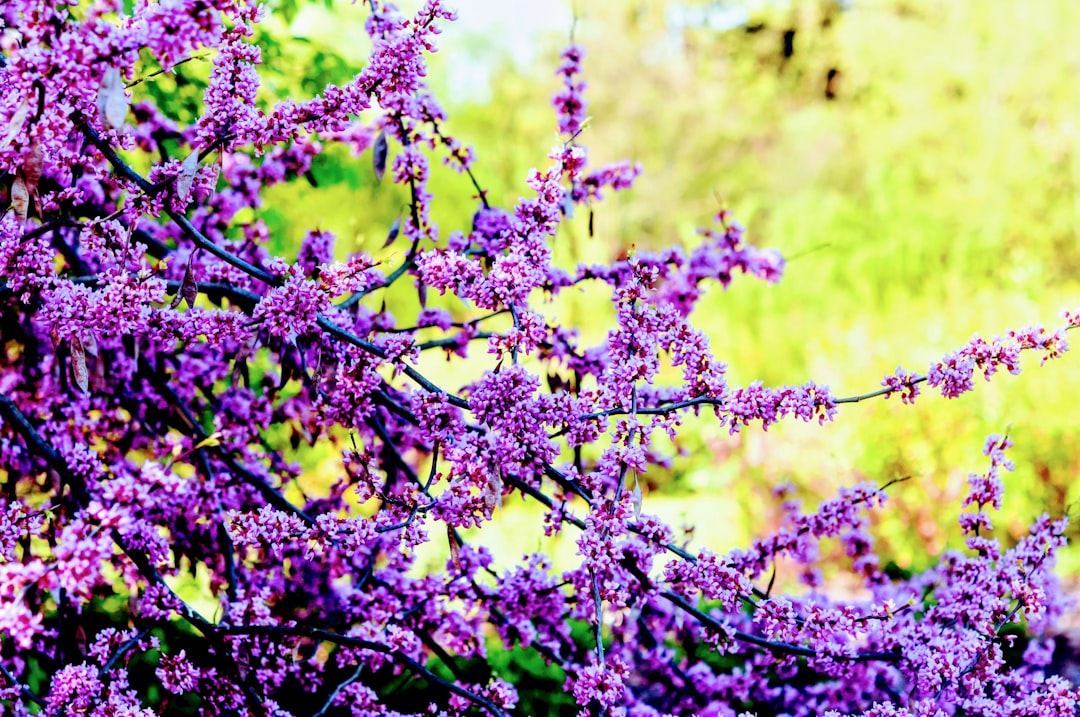 purple Mountain Laurel flowers in bloom