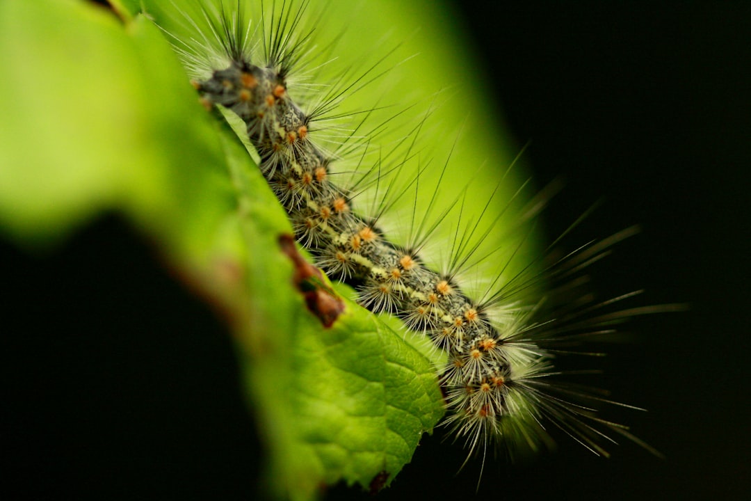 fuzzy caterpillar on a leaf