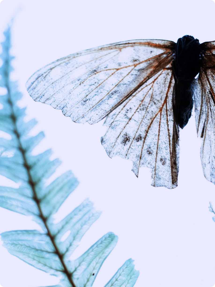 A close-up of a dark-bodied butterfly with translucent, worn wings against a pale blue-white background. A softly blurred fern frond rises along the left side.