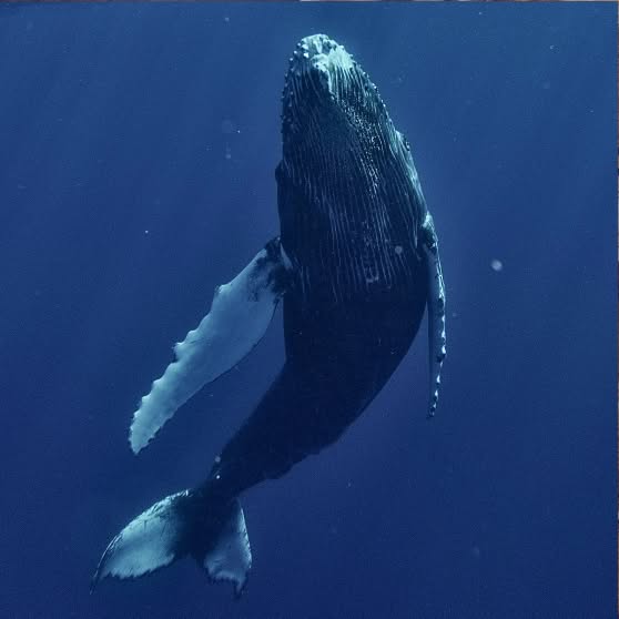 A humpback whale swims upward through deep blue water, viewed from below with its long pectoral fins extended. Light catches the whale’s ridged underside and tail as small particles drift around it.