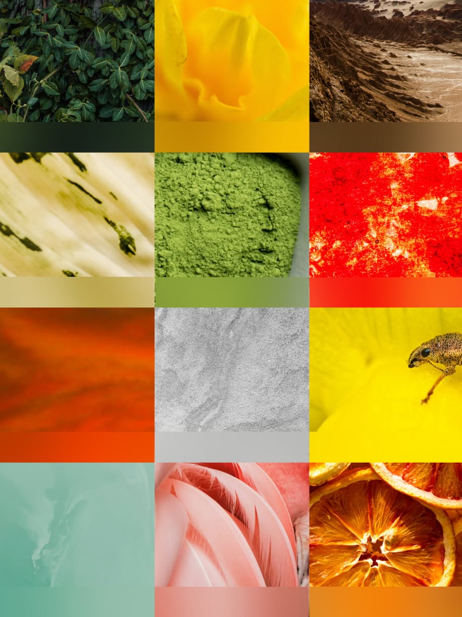 A 4-by-3 grid of close-up nature photographs, including leaves, a yellow flower, desert ridges, plant fibers, green powder, red mineral texture, a beetle, feathers, and dried citrus slices. Each image is paired with a matching horizontal color swatch beneath it.