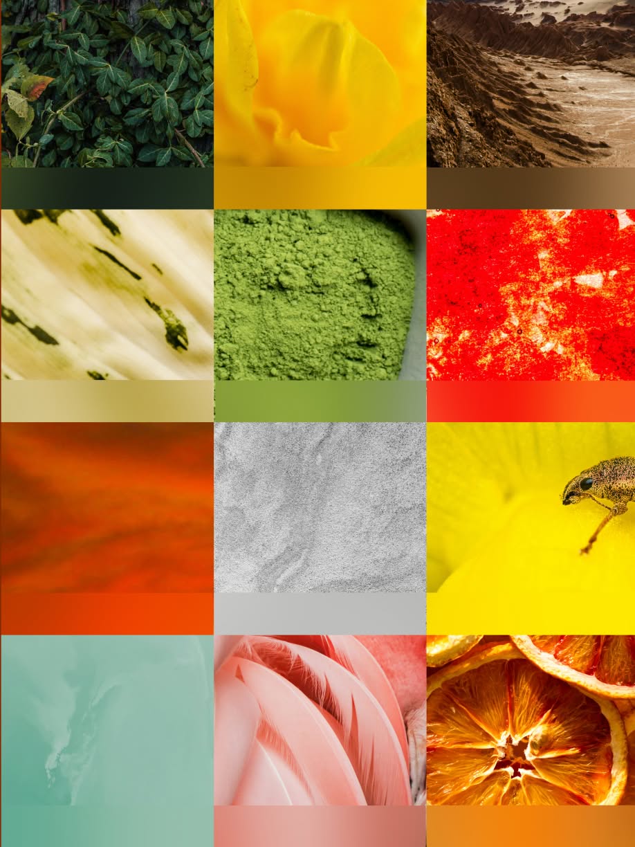 A 4-by-3 grid of close-up nature photographs, including leaves, a yellow flower, desert ridges, plant fibers, green powder, red mineral texture, a beetle, feathers, and dried citrus slices. Each image is paired with a matching horizontal color swatch beneath it.