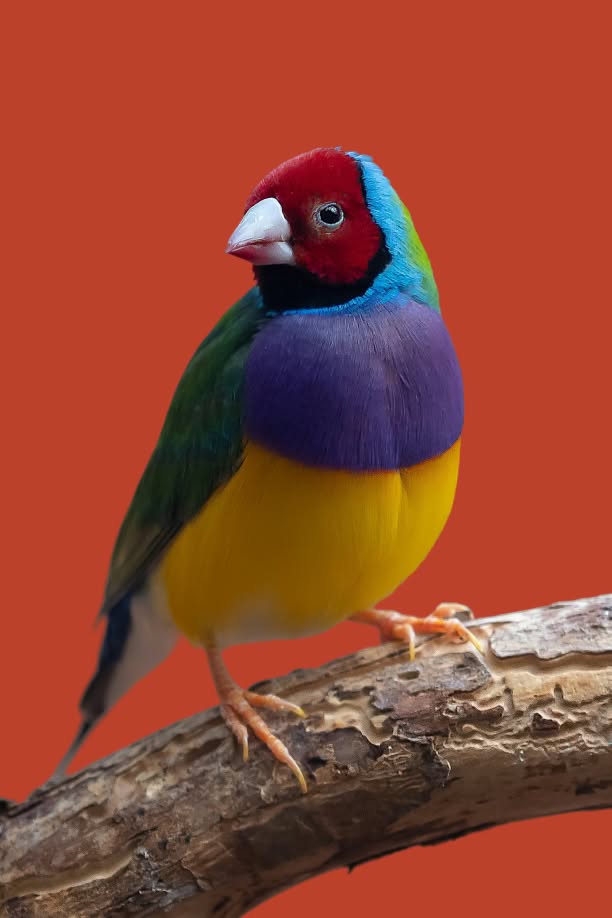 A brightly colored Gouldian finch with a red head, purple chest, yellow belly, and green wings perches on a branch against a rust-red background.