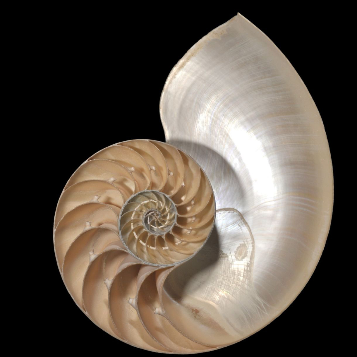 A cross-section of a nautilus shell reveals a pearly spiral of progressively smaller internal chambers against a black background.