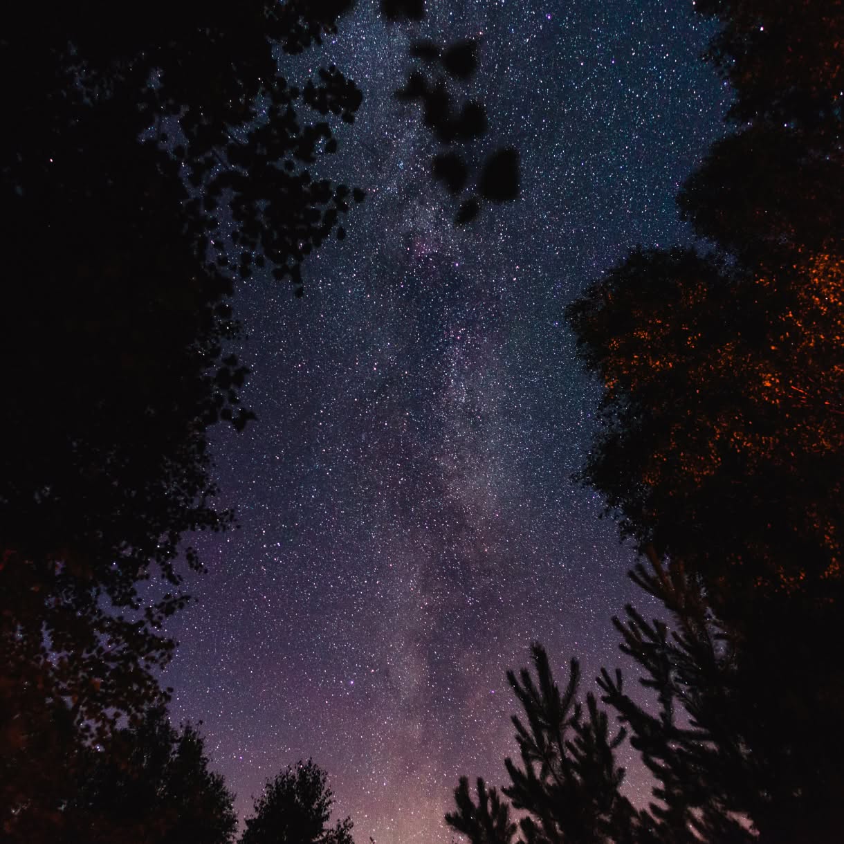 The Milky Way stretches across a densely star-filled night sky, framed by dark silhouettes of trees.