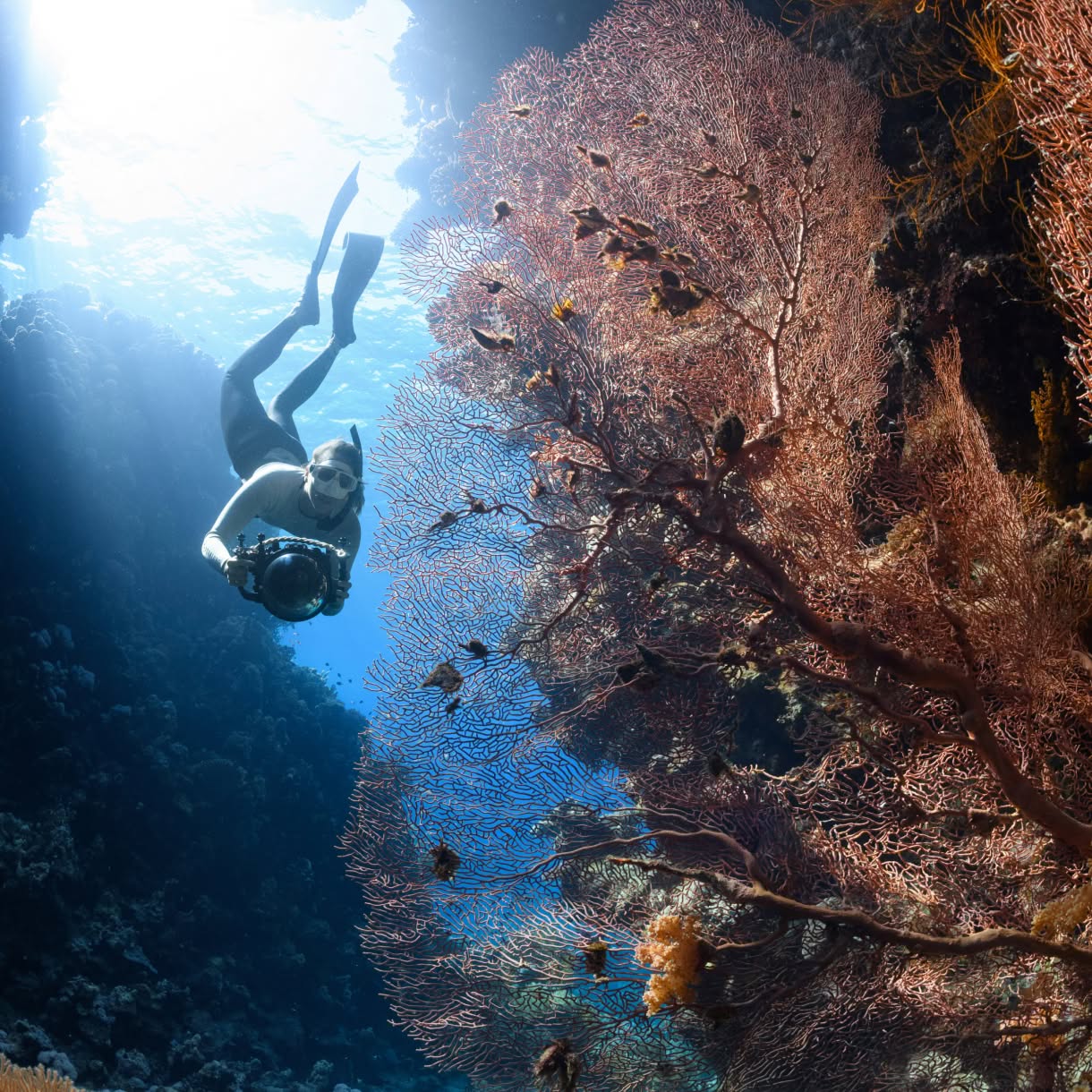 A scuba diver holding an underwater camera swims beside a large branching sea fan coral in clear blue water.
