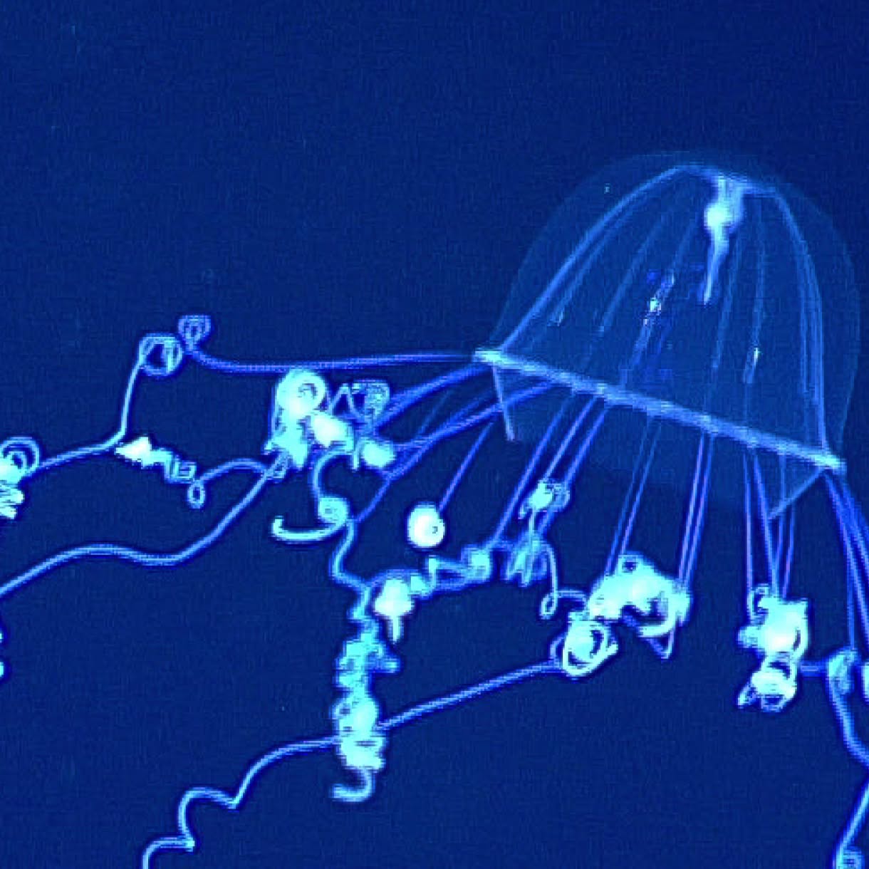A translucent deep-sea organism glows electric blue against a dark ocean background, with long threadlike appendages and small luminous structures.