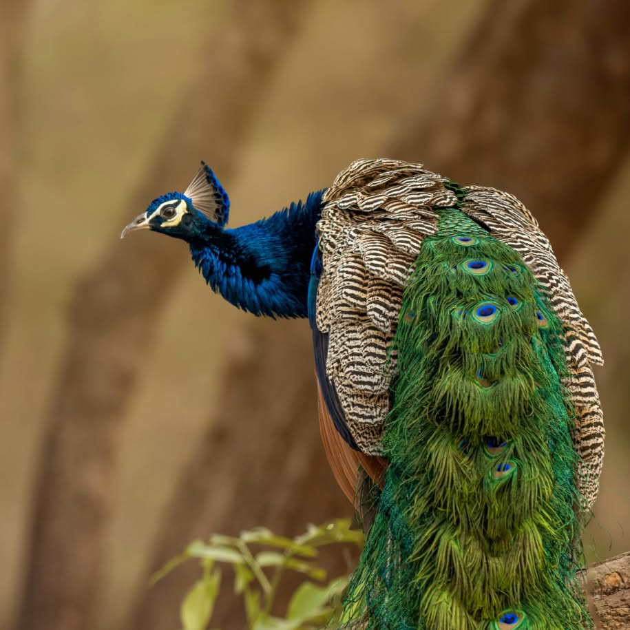 A peacock perches on a branch, its blue neck and long green tail feathers marked with vivid eye-shaped patterns.
